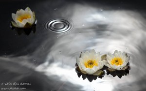 170713_170713_DSC_8864