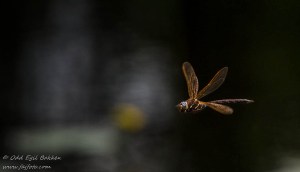 170713_170713_DSC_8885