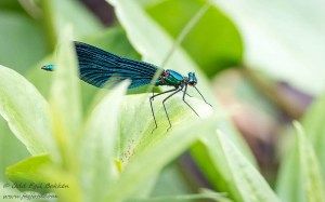 170713_170713_DSC_8901