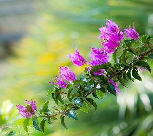 090913_DSC_1875_edited-1