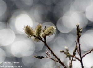Mangler litt på full sommer i høyfjellet, Lillerøåsen