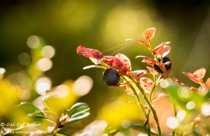 20140907-20140907-_DSC8443