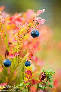 20140907-20140907-_DSC8454