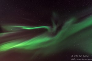 Ser dere flaggermusa?