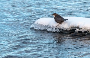 Fossekallen er vel nærmest fastboende i fossen.