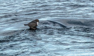 Speider etter en godbit.