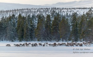 En reinflokk kom ut fra skogen.
