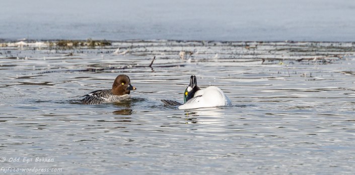 Blir du imponert nå? (Kvinand)