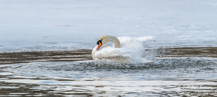 Litt vask skader vel ikke. (Knoppsvane)