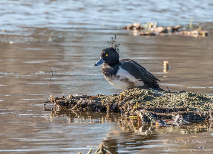 Trur jeg bare tar det med ro. (Toppand)
