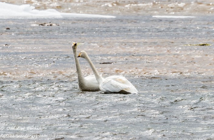 Litt vårflørt hører med
