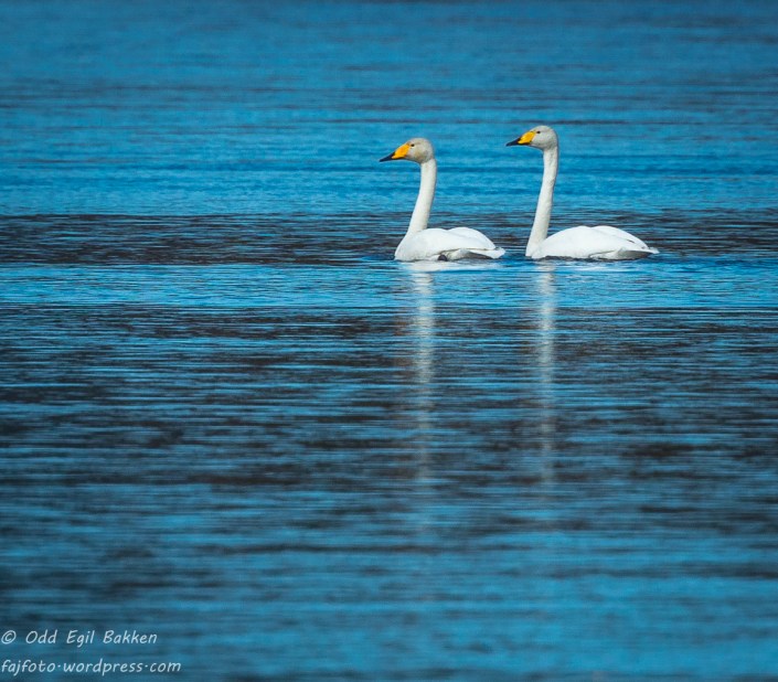 Sangsvaner i Trysilelva.