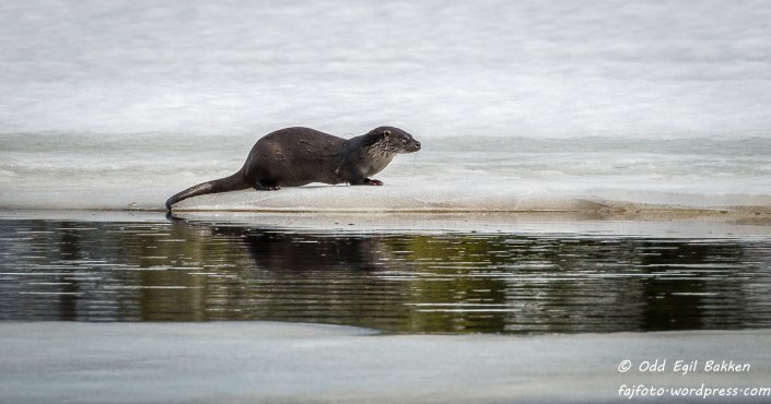 Posering for fotografen.