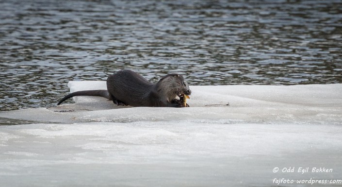 Middagsmaten er hentet.
