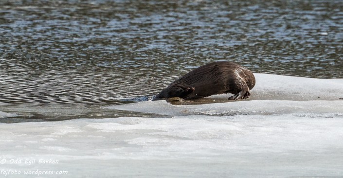 Nei, nå stikker jeg.