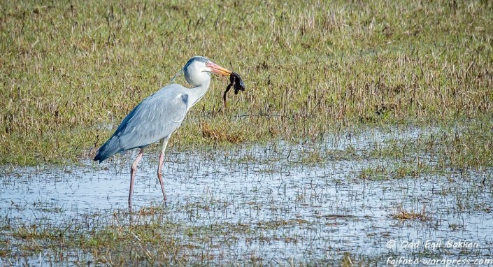 Gråhegre som har sikret seg et måltid, Trysil.