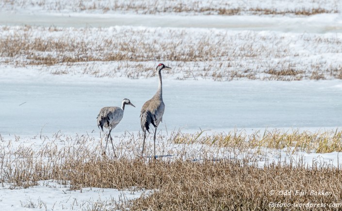 Traner på vå-risen ved Sorken, Femund.