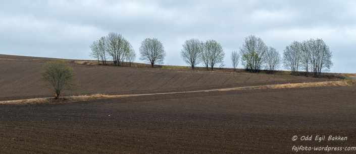 Linjespill i åkeren ved Eiktunet