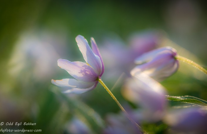 Hvitveis kan ha sjatteringer i rosa.