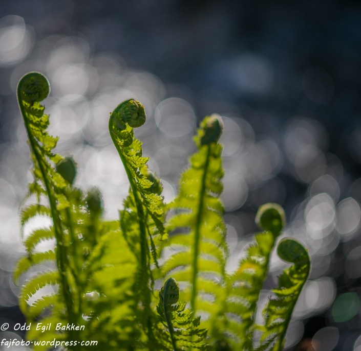 Bregnene bretter seg ut.