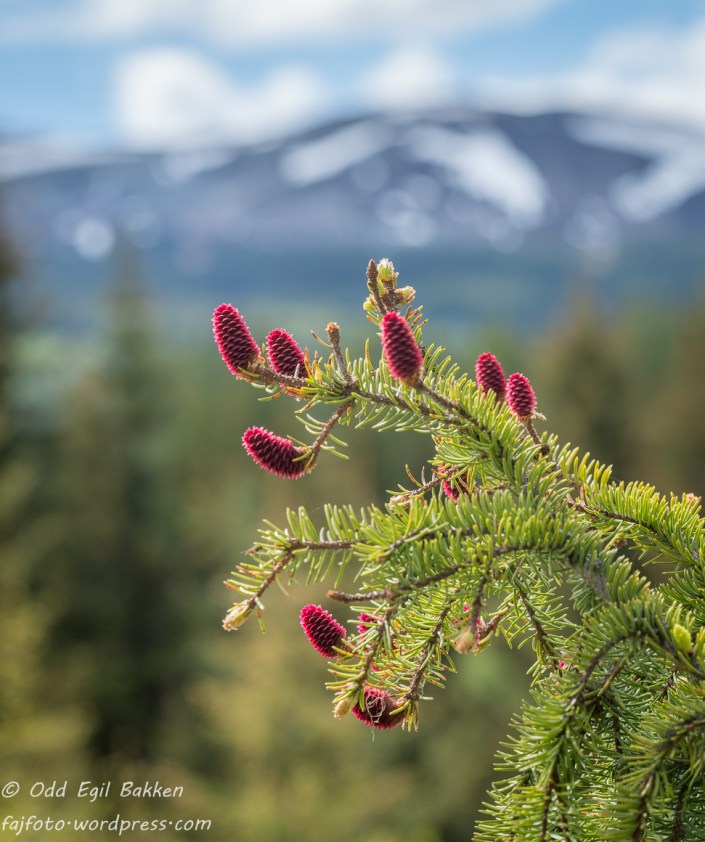 Hunnkonglene på grana.
