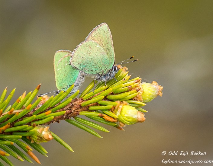 Slekta må føres videre.