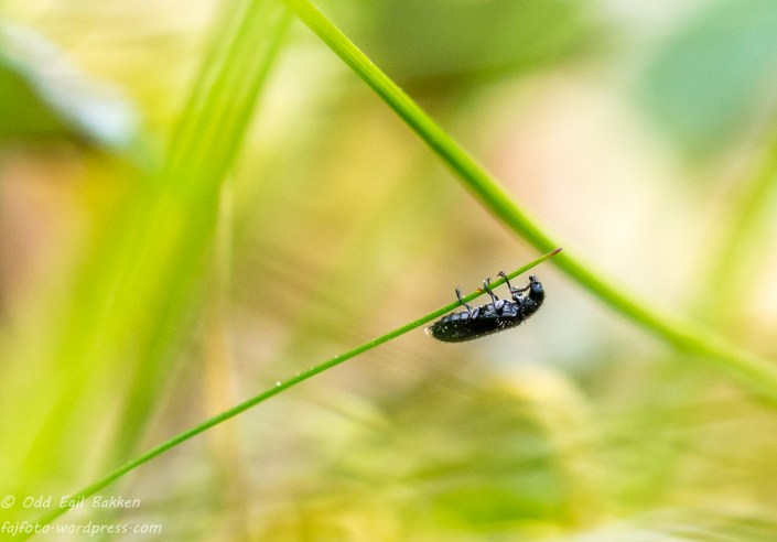 Ensom vandrer på line.