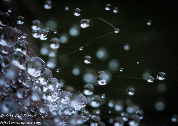 "En himmel full av stjerner"...