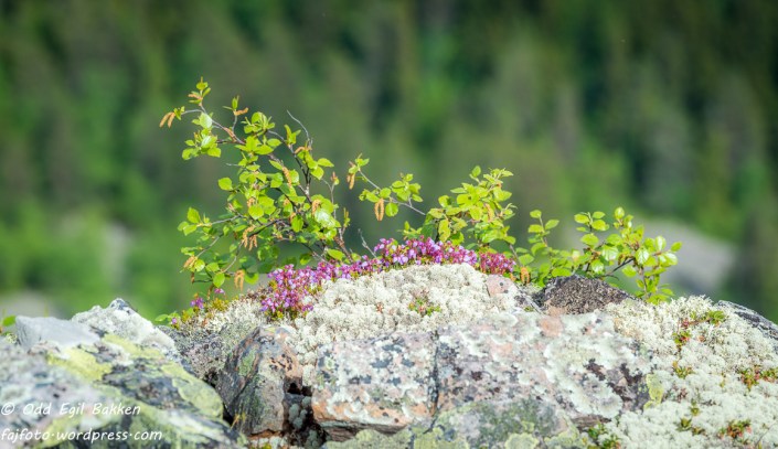 Kreklingen i blomst.