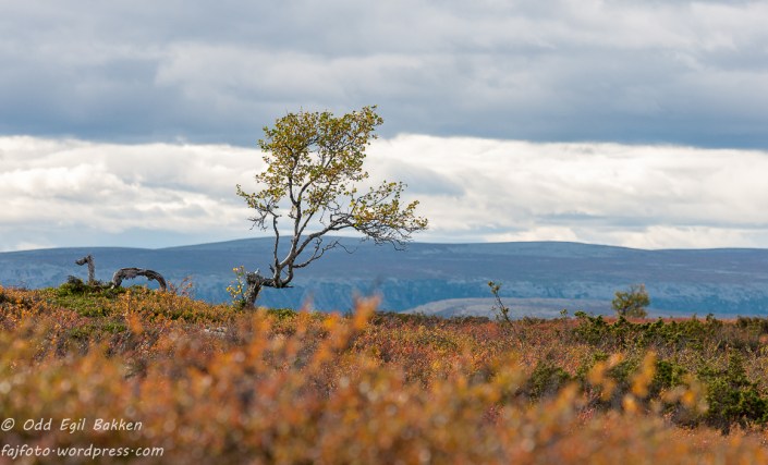 Eltedalsfjella i bakgrunnen