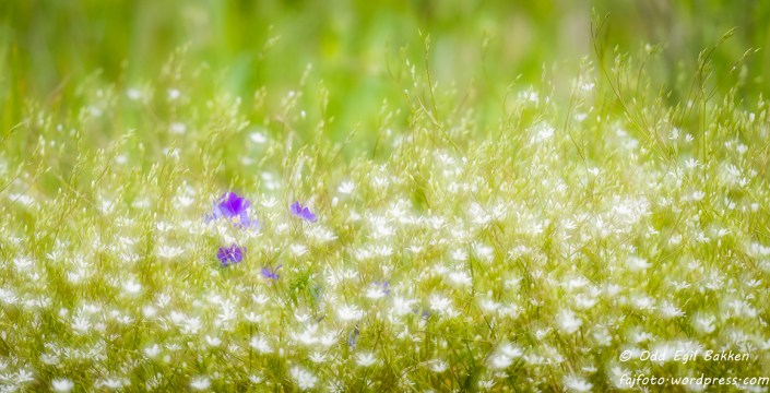 _DSC3589-290615_2-2-2