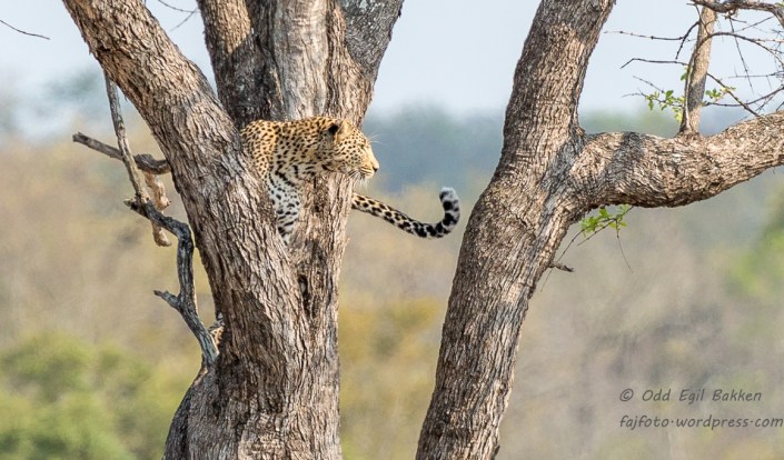Leoparden søkte tilflukt i treet 