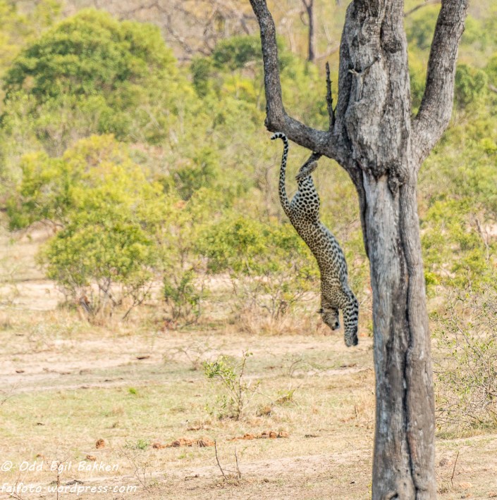 Nå tar jeg sjansen på å stikke av