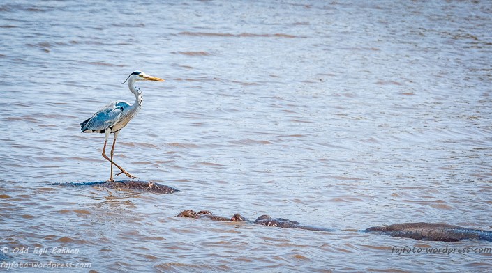 Greit med en flodhestrygg som landingsplass