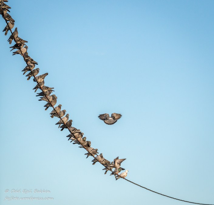 "Siste delegat til duetinget ankommer".