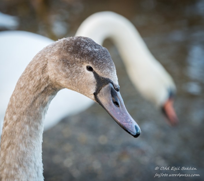 To generasjoner knoppsvaner.