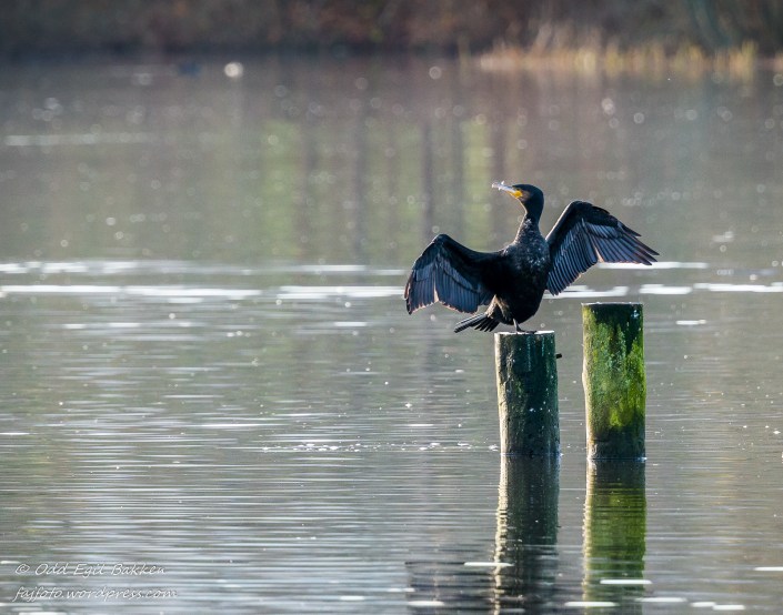 Storskarven tørker vingene sine
