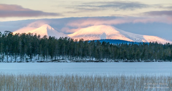 Sølen fra Drevsjø