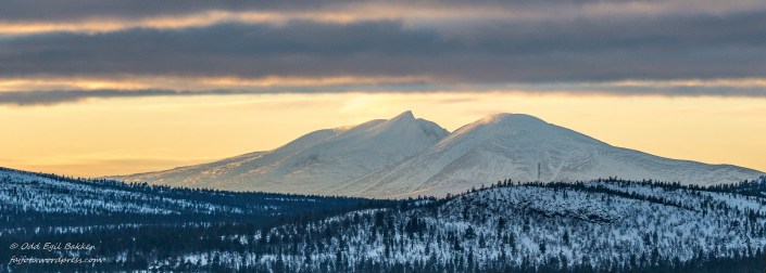 Sølen fra Valdalsfjellet