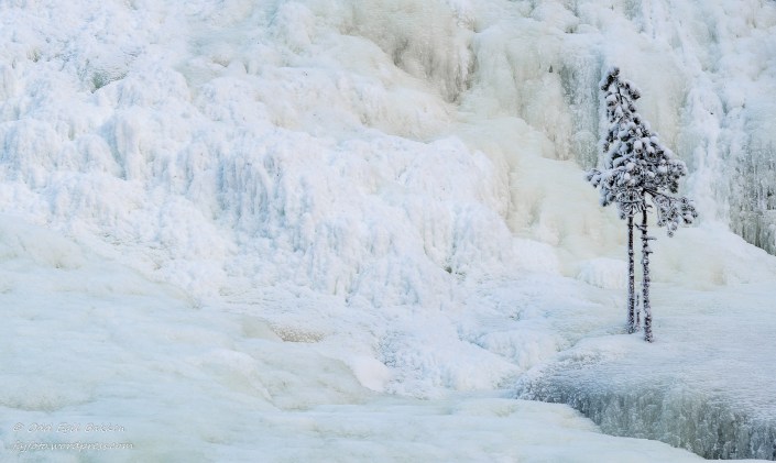 Harde vilkår for busker og trær.