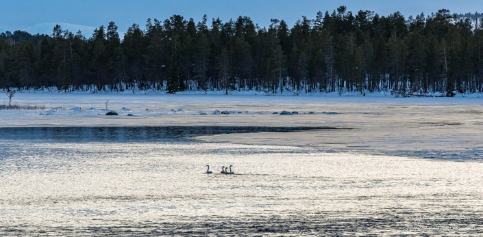 Svanefamilien i solnedgangen