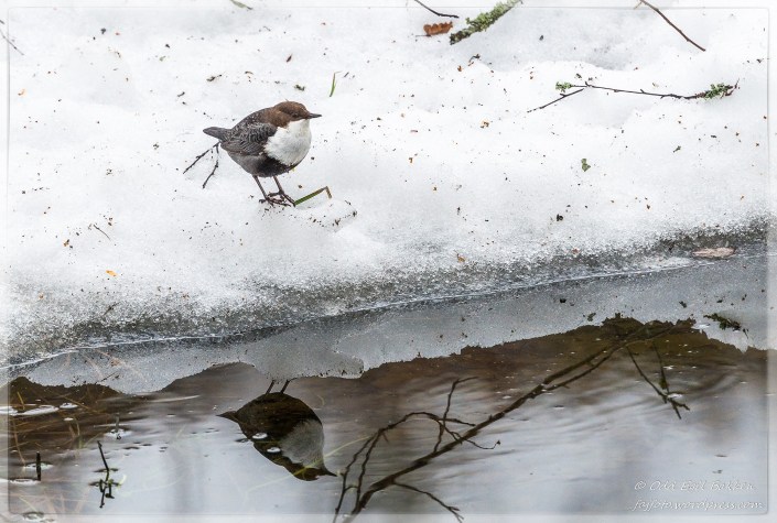 Fossekallen er ikke redd snø og sludd