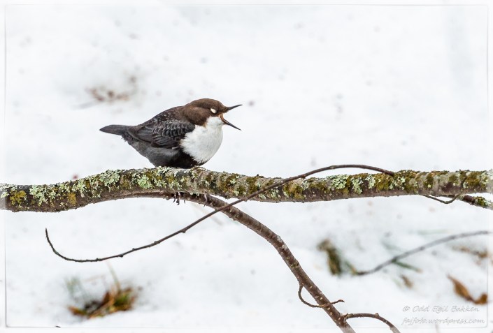 Et lite kvitter for våren