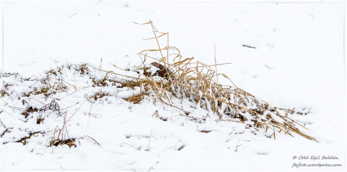 Noen gress-strå våger seg opp i det fri