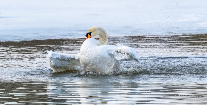 Knoppsvanen tar seg en vask